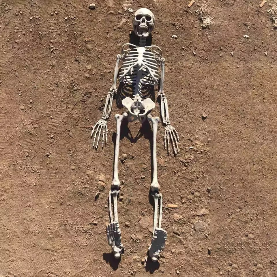 Realistic Halloween Skeleton