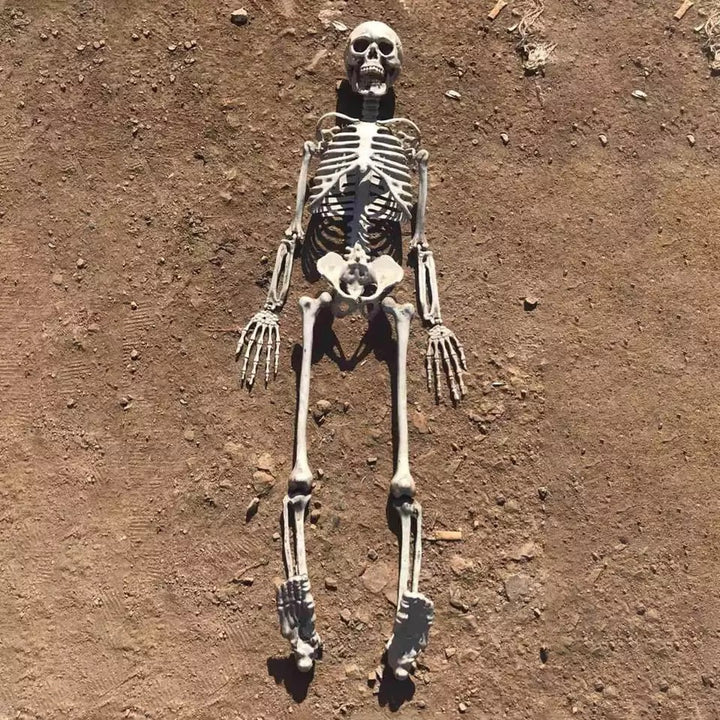 Realistic Halloween Skeleton
